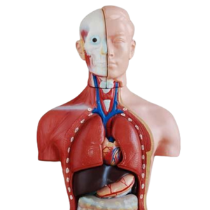 ADA enseignement anatomique 42CM torse masculin 13 pièces ou 42CM torse féminin 15 pièces pour l'enseignement et l'apprentissage de l'anatomie - Product Image 3