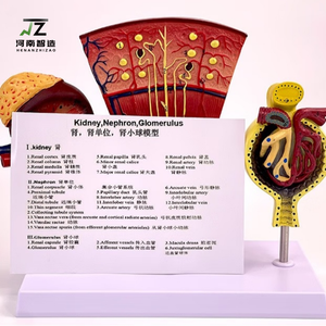 Modèle d'anatomie humaine de haute qualité du rein et du néfroome gloméral - Product Image 5