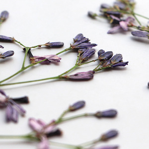 Chinaberry fleur Branches séchées fleur pressée pour résine époxy accessoires bricolage signet cadre Photo feuille Art matériaux - Product Image 2