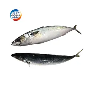 frozen pacific mackerel fish 10kg carton all pacific mackerel suppliers in china 200-300 sea frozen pacific mackerel