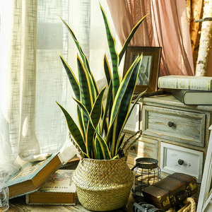 Plante artificielle en pot Dream Castle (Fleurs) 10 cm et moins, style nordique, décoration intérieure, fausse verdure - Product Image 2