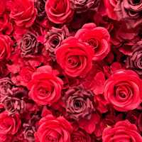 2m Roter Seiden-Blumenbogen in Herzform mit Ständer, Handgefertigt, Realistische Rosen-Kulisse für Hochzeiten & Muttertag Bühnendekoration