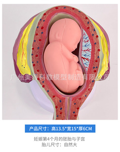 Modèle de <span class=keywords><strong>formation</strong></span> d'embryon humain pour la grossesse fœtale, le développement obstétrique, la gynécologie, l'anatomie de l'utérus pour la maternité et l'enfant - Product Image 5