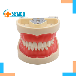 Modelo de Enseñanza Dental Más Vendido, Modelo de Enseñanza Médica Estándar con 28 Dientes Removibles Atornillables, Oferta Especial - Product Image 1