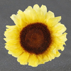 Tête de tournesol éternelle, Matériel floral DIY, Matériel de fleurs naturelles en gros pour la Fête des Enseignants - Product Image 4