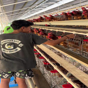 Gabbie per Galline Ovaiole e Quaglie di Alta Qualità in Acciaio Zincato a Caldo Tipo A Design Completamente Automatico Durata 20-25 Anni - Product Image 3