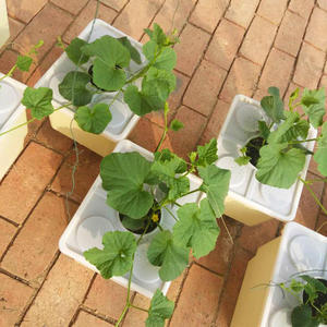 El invernadero comercial agrícola es un sistema de barril holandés totalmente hidropónico para cultivar pimientos en forma de campana - Product Image 3