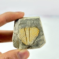 Piedra fósil tallada a mano de alta calidad natural al por mayor, tallas de cristal de animales, Piedra Fósil para decoración del hogar