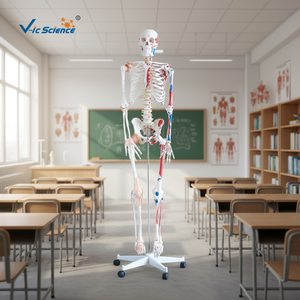 Modelo de Esqueleto <span class=keywords><strong>Humano</strong></span> Pigmentado <span class=keywords><strong>con</strong></span> Ligamentos, Modelo de Esqueleto de 180 cm, <span class=keywords><strong>Huesos</strong></span> de Esqueleto <span class=keywords><strong>Humano</strong></span>, Partes del Esqueleto <span class=keywords><strong>Humano</strong></span> - Product Image 2