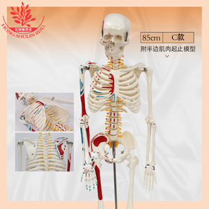 Modèle de squelette humain, 85 cm, sur pied, pour la communication médecin-patient, spécimen médical, squelette humain complet en plastique - Product Image 5