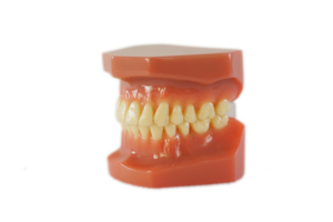 <span class=keywords><strong>Modello</strong></span> ortodontico di vendita caldo senza staffe <span class=keywords><strong>modello</strong></span> didattico di pratica - Product Image 2