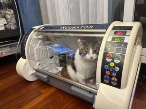 Cámara portátil de UCI <span class=keywords><strong>veterinaria</strong></span> para cachorros y gatos, uso en clínica, equipo médico para animales, incubadora - Product Image 3