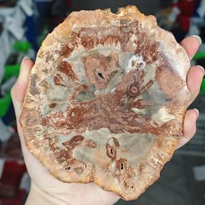 500-700g pierres brutes polies naturelles spécimen de dalle de bois fossilisé tranche de bois pétrifié pour la décoration - Product Image 4