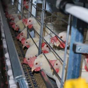 Yeni H Tipi Batarya Kafes Otomatik Katmanlı Tavuk Kafesi Sıcak Daldırma Galvanizli Çelik PVC 3-4 Katlı 5000-50000 Kapasiteli Çiftlik - Product Image 5