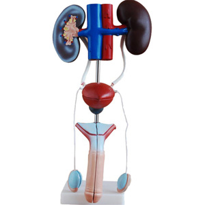 Modelo anatómico del cerebro con vasos sanguíneos, material didáctico de plástico para la enseñanza de biología - Product Image 2