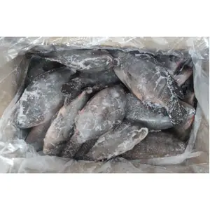 All size tilapia whole round frozen tilapia fish china freeze frozen tilapia fish supplier