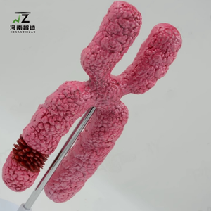 Modèle du chromosome X en PVC, modèle anatomique pour l'enseignement de la biologie au collège, expérience scientifique médicale, structure submicroscopique - Product Image 4