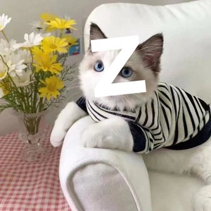 Vêtements pour chat de compagnie, sweat-shirt rayé, toutes saisons, vêtements de loisirs confortables pour chat britannique à poils courts Ragdoll - Product Image 4