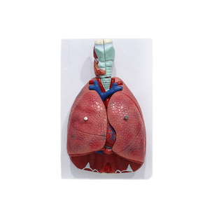 Modèle du système respiratoire humain en 7 parties, modèle d'<span class=keywords><strong>anatomie</strong></span> du larynx, du cœur et des poumons pour la démonstration pédagogique en médecine - Product Image 1