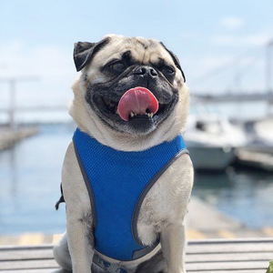 Gilet <span class=keywords><strong>rafraîchissant</strong></span> d'été <span class=keywords><strong>pour</strong></span> <span class=keywords><strong>chien</strong></span>, <span class=keywords><strong>manteau</strong></span> <span class=keywords><strong>rafraîchissant</strong></span> <span class=keywords><strong>pour</strong></span> l'extérieur, veste de protection solaire, vêtements rafraîchissants, Sport, Logo personnalisé en Polyester - Product Image 4