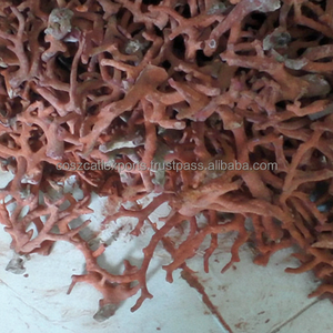 Piedras de Coral Natural en Bruto Sin Cortar RTY003 - Color Rojo Brasil, Tamaño Personalizado Disponible, Tratamientos Naturales, Tasación de Terceros, Coszcalt - Product Image 1