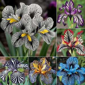 Orquídea de Origen Exótico, Plantas en Maceta de Cuatro Estaciones, Fáciles de Cultivar para Decoración de Jardín y Patio - Product Image 6