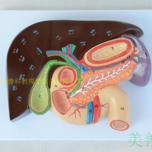 Modelo transversal del hígado, vesícula biliar, páncreas y duodeno; anatomía del hígado; hígado, páncreas y duodeno; digestivo - Product Image 5