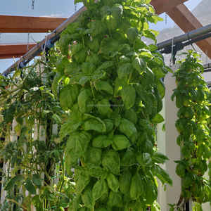 Lyine 2025 Nouvelle conception <span class=keywords><strong>Tour</strong></span> de culture hydroponique à fermeture éclair personnalisée, Serres agricoles murales hydroponiques à fermeture éclair, Hydroponie verticale pour la laitue - Product Image 6