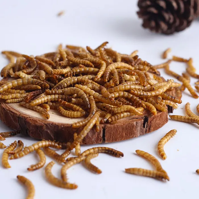 100% गैर GMO कीट प्राकृतिक सूखे Mealworms मुर्गियों जंगली पक्षियों थोक छोटे पालतू भोजन उच्च पोषण