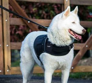 Harnais pour chien Gilet de sécurité Training Big Dog Harness il se vend <span class=keywords><strong>vraiment</strong></span> comme des petits pains - Product Image 5