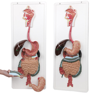 Modèle d'anatomie du système digestif humain, aide pédagogique pour les élèves du collège et du lycée, modèle tridimensionnel - Product Image 4