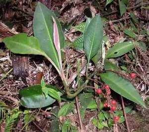 Voor vrouwelijke gezondheid gebruik schoonheid <span class=keywords><strong>kacip</strong></span> <span class=keywords><strong>fatimah</strong></span> labisia pumila <span class=keywords><strong>kacip</strong></span> <span class=keywords><strong>fatimah</strong></span> <span class=keywords><strong>extract</strong></span> 10:1 <span class=keywords><strong>kacip</strong></span> <span class=keywords><strong>fatimah</strong></span> poeder - Product Image 2