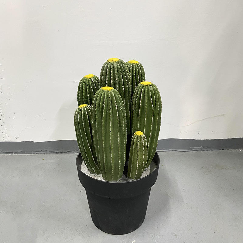 Les trois pôles du cactus - 1,55m
