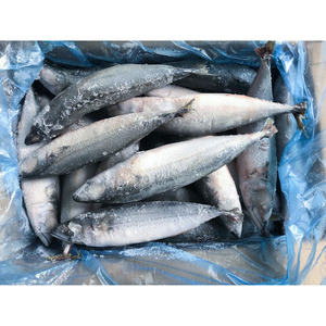 Maquereau du Pacifique surgelé IQF naturel pur 300-500g <span class=keywords><strong>Prix</strong></span> <span class=keywords><strong>de</strong></span> gros <span class=keywords><strong>des</strong></span> fruits <span class=keywords><strong>de</strong></span> <span class=keywords><strong>mer</strong></span> surgelés - Product Image 4