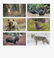 Calendriers promotionnels personnalisés avec logo pour la conservation de la faune 2027 – Spirale, cadeau d'entreprise, vente en gros, qualité supérieure