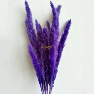 Bestseller: Erba della Pampa Naturale Essiccata Fornita Direttamente dalla Fabbrica, Ideale per Matrimoni, Halloween, Capodanno e Festa della Mamma - Product Image 5