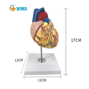 चिकित्सा विज्ञान मॉडल 1:1 मानव हृदय मॉडल संरचनात्मक चिकित्सा कॉलेज छात्रों और अस्पताल के लिए