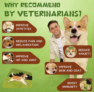 Polvere Antiparassitaria Personalizzata <span class=keywords><strong>per</strong></span> Cani e Gatti, Supporto Immunitario, Assorbimento Rapido, Sicura <span class=keywords><strong>per</strong></span> Tutte le Razze - Product Image 4