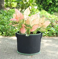 Sacs de culture pour plantes en polypropylène haute résistance Enbagold 20L (5 pièces) en tissu non tissé respirant avec poignées réutilisables pour tomates