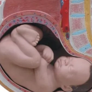 DARHMMY Femme 40 Semaines <span class=keywords><strong>de</strong></span> Grossesse Section Pelvienne Corps Humain avec 4 Parties Produit <span class=keywords><strong>de</strong></span> Science Médicale - Product Image 3