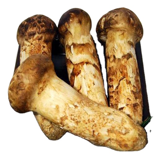 Detan Wholesale Bulk Price fresh matsutake pine mushroom with low price