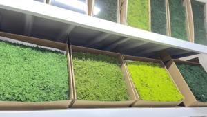 Zante Hypnum Plumaeforme Flaches Konserviertes Quadratisches Torfmoos 0,27 Quadratmeter Glycerin-Konservierung Ewig Haltbar - Product Image 2