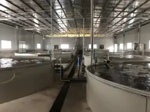 Hot Sale OEM Factory Customized Durable Shrimp Recirculating Aquaculture Equipment Indoor Fish Farm Ras System