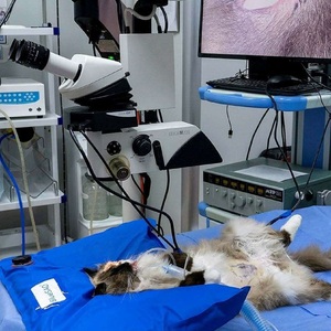 Colchón de Inmovilización al Vacío para Pacientes Quirúrgicos Veterinarios BlueSao - Product Image 6