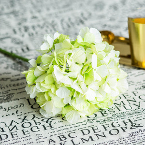 Flores de Hortensia al por Mayor, Hortensias Preservadas en Tallo, Planta de Hortensia en Venta - Product Image 5