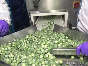 Gombo frais naturel de qualité supérieure Gombo Gombo congele pour le commerce international - Product Image 3