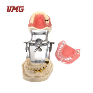 Modelo periodontal equipado con dientes furcados y tomicales con cálculo faltante LL6 - Product Image 3