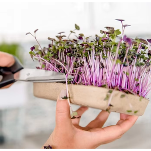 Retour à Roots 6-Grow Variety Pack DIY Microgreen Kit de culture pour <span class=keywords><strong>la</strong></span> maison et le jardin - Product Image 5