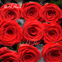 Hflora – Boîte cadeau carrée de roses éternelles préservées – Écologique – Cadeau de remise de diplôme ou de fête des Mères – Vente en gros directe usine