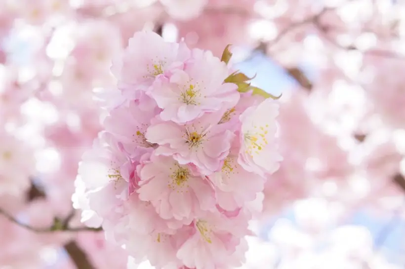 Kirschblüten-Extraktpulver Nahrungsergänzungsmittel Massenware natürliches Kirschblüten-Pulver 25 kg